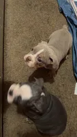 Brownie , a male English Bulldog for sale in Trenton, OH – 7 of 10