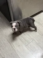 Bluey , a male English Bulldog for sale in Trenton, OH – 4 of 10