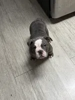 Bluey , a male English Bulldog for sale in Trenton, OH – 10 of 10