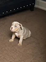 Brownie , a male English Bulldog for sale in Trenton, OH – 8 of 10