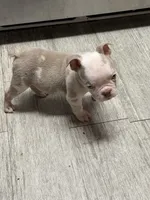 Neptune , a male English Bulldog for sale in Trenton, OH – 7 of 9