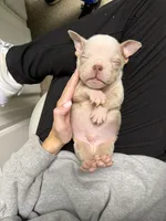 Neptune , a male English Bulldog for sale in Trenton, OH – 9 of 9