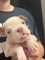Neptune , a male English Bulldog for sale in Trenton, OH – 2 of 9