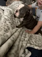 Bluey , a male English Bulldog for sale in Trenton, OH – 6 of 10