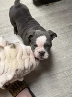 Bluey , a male English Bulldog for sale in Trenton, OH – 3 of 10