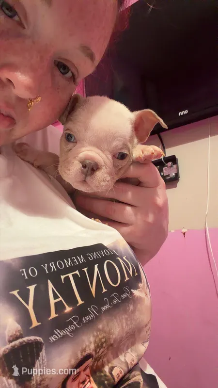 Neptune  – English Bulldog puppy for sale in Trenton, OH