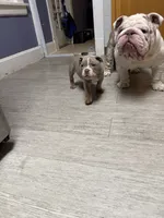 Brownie , a male English Bulldog for sale in Trenton, OH – 6 of 10