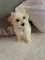 Teddy, a male Maltipoo for sale in Kirkland, WA – 4 of 5