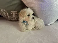 Teddy, a male Maltipoo for sale in Kirkland, WA – 5 of 5