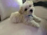 Teddy, a male Maltipoo for sale in Kirkland, WA – 1 of 5