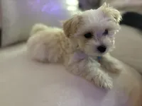 Teddy, a male Maltipoo for sale in Kirkland, WA – 2 of 5