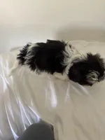 Coconut , a male Shih Tzu for sale in Myrtle Beach, SC – Photo 2 of 2