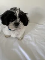 Coconut , a male Shih Tzu for sale in Myrtle Beach, SC – Photo 1 of 2