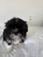 Loco , a male Shih Tzu for sale in Myrtle Beach, SC – Photo 1 of 3