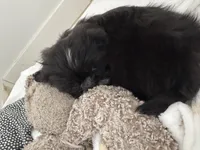 Loco , a male Shih Tzu for sale in Myrtle Beach, SC – Photo 2 of 3