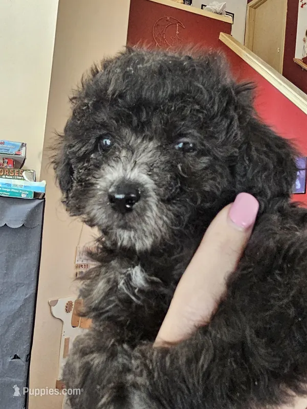 Puppy 4 M – Poodle - Toy  puppy for sale in Orting, WA