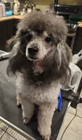 Puppy 5 M, a male Poodle - Toy  for sale in Orting, WA – 9 of 10