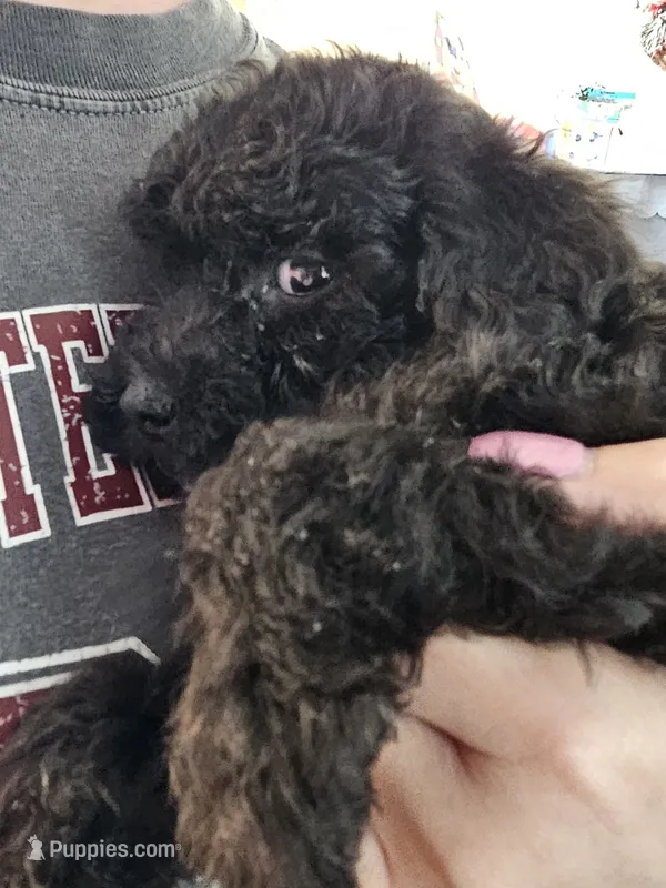 Puppy 5 M – Poodle - Toy  puppy for sale in Orting, WA