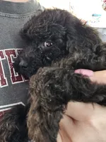 Puppy 5 M, a male Poodle - Toy  for sale in Orting, WA – 1 of 10