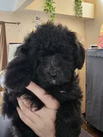 Puppy 6 M, a male Poodle - Toy  for sale in Orting, WA – 2 of 10