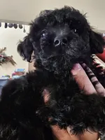 Puppy 6 M, a male Poodle - Toy  for sale in Orting, WA – 5 of 10