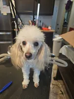 Puppy 4 M, a male Poodle - Toy  for sale in Orting, WA – 6 of 10