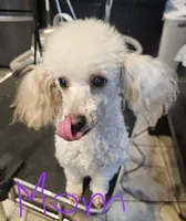 Puppy 3 F, a female Poodle - Toy  for sale in Orting, WA – 8 of 10