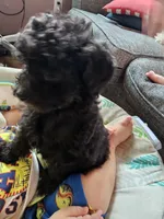 Puppy 2 F , a female Poodle - Toy  for sale in Orting, WA – 2 of 10