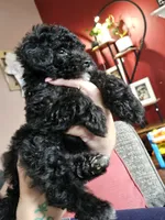 Puppy 3 F, a female Poodle - Toy  for sale in Orting, WA – 4 of 10
