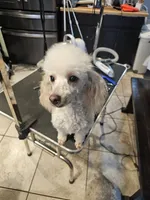 Puppy 6 M, a male Poodle - Toy  for sale in Orting, WA – 8 of 10