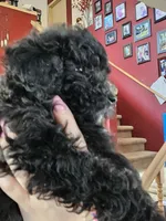 Puppy 6 M, a male Poodle - Toy  for sale in Orting, WA – 3 of 10