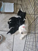 Puppy 3 F, a female Poodle - Toy  for sale in Orting, WA – 6 of 10