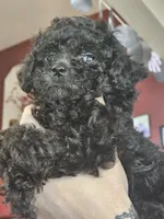 Puppy 1 F, a female Poodle - Toy  for sale in Orting, WA – 2 of 10