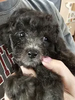 Puppy 4 M, a male Poodle - Toy  for sale in Orting, WA – 4 of 10
