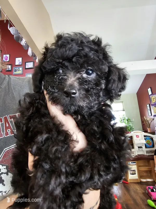 Puppy 1 F – Poodle - Toy  puppy for sale in Orting, WA