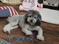 Puppy 1 F, a female Poodle - Toy  for sale in Orting, WA – 9 of 10