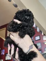 Puppy 1 F, a female Poodle - Toy  for sale in Orting, WA – 6 of 10