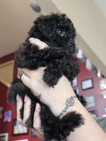 Puppy 1 F, a female Poodle - Toy  for sale in Orting, WA – 3 of 10