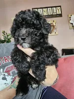 Puppy 3 F, a female Poodle - Toy  for sale in Orting, WA – 5 of 10