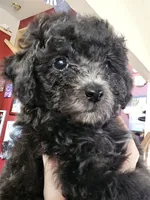 Puppy 4 M, a male Poodle - Toy  for sale in Orting, WA – 3 of 10