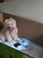 Puppy 6 M, a male Poodle - Toy  for sale in Orting, WA – 6 of 10