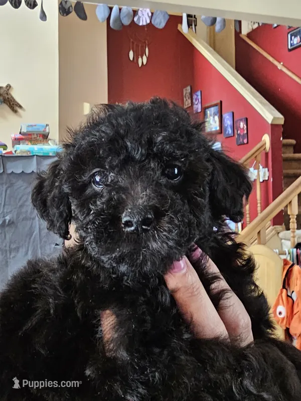 Puppy 5 M – Poodle - Toy  puppy for sale in Orting, WA