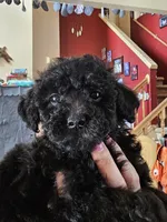 Puppy 5 M, a male Poodle - Toy  for sale in Orting, WA – 5 of 10