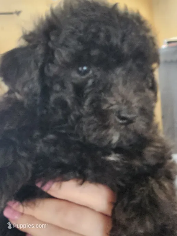 Puppy 6 M – Poodle - Toy  puppy for sale in Orting, WA