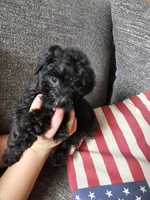 Puppy 2 F , a female Poodle - Toy  for sale in Orting, WA – 5 of 10