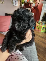 Puppy 2 F , a female Poodle - Toy  for sale in Orting, WA – 3 of 10