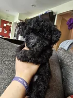Puppy 2 F , a female Poodle - Toy  for sale in Orting, WA – 6 of 10