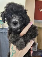 Puppy 4 M, a male Poodle - Toy  for sale in Orting, WA – 2 of 10