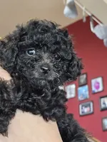 Puppy 1 F, a female Poodle - Toy  for sale in Orting, WA – 4 of 10