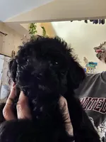 Puppy 6 M, a male Poodle - Toy  for sale in Orting, WA – 4 of 10